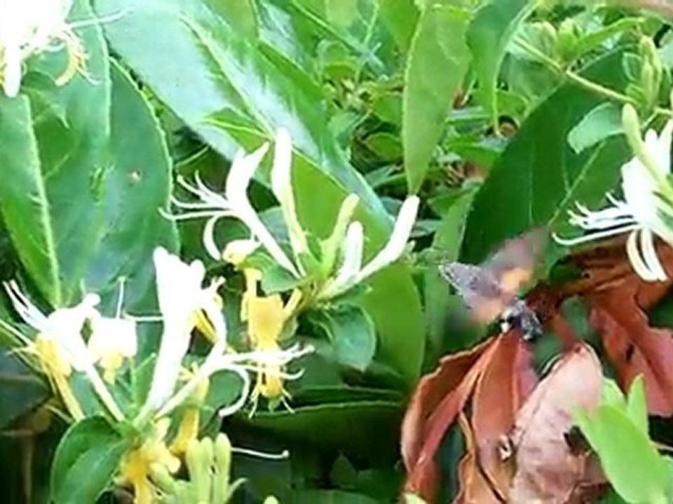 Oiseau ou insecte?