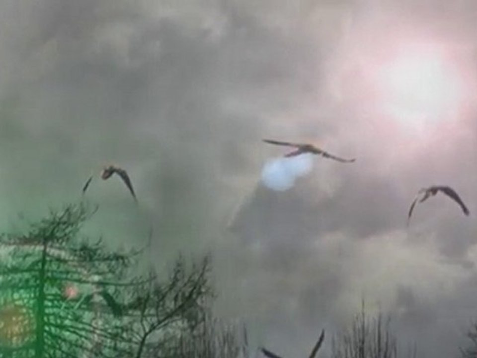 Avian Encounters III - Ending