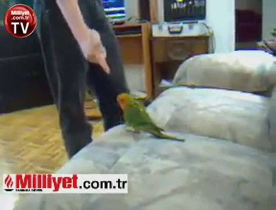 Kuş Eğitimi Böyle Olur...