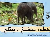 learn Arabic-Learn with Arabic jungle animals video