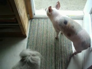 Cochonette de 2 mois qui apprend à jouer comme un chien