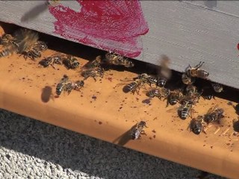 Visite elu ville de Balma 28.07.2010.