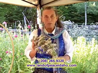 Organic Healing oil - Valerian oil for body and skin