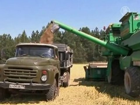 Эксперты: экспорт пшеницы сократится вдвое