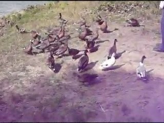 *Alle meine Entchen*