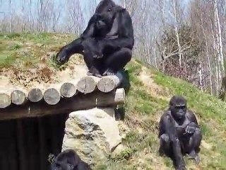 1er sortie des Gorilles