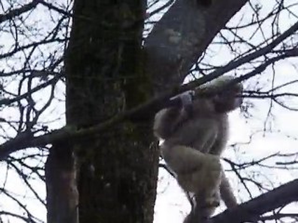 Le chant des gibbons