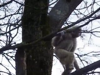 Le chant des gibbons