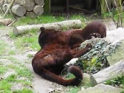 Sceances de jeux chez les panthères noires