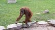 Orangs outan contre loutre