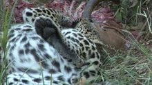 safari.tv diary - 31 March 2010