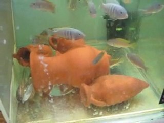 red dorsal ve white top