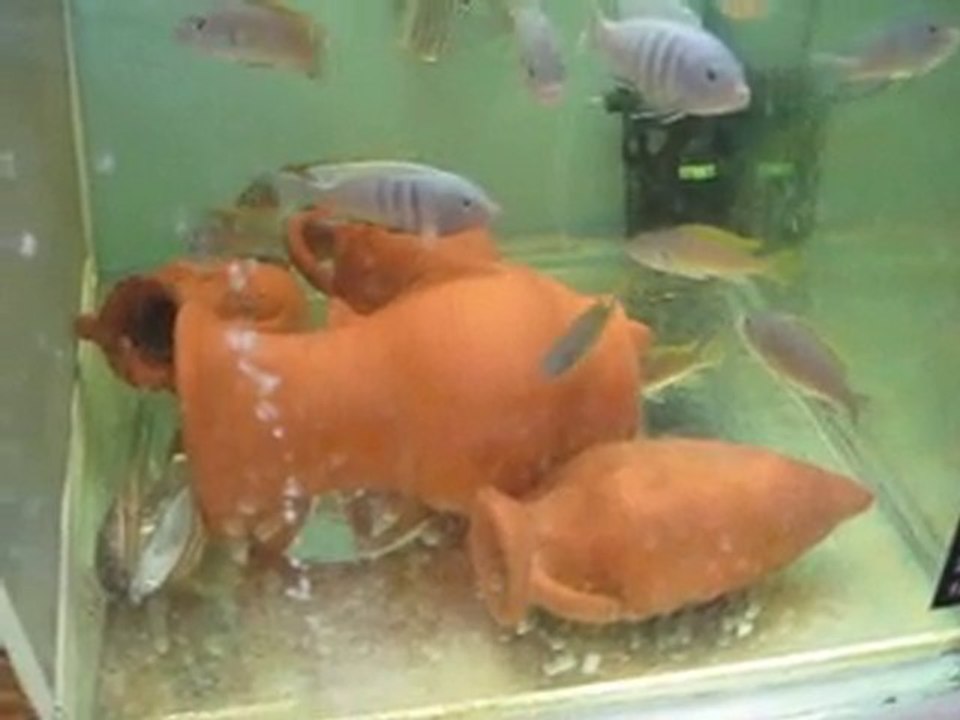 red dorsal ve white top