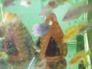 Afra jalo yavrular....