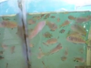 Chaliosi ve polit yavru