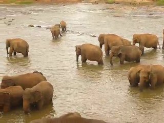 Dans la rivière des éléphants