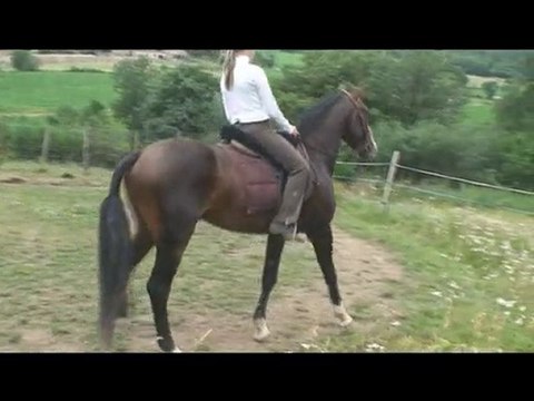 Saxo de la Combe, Cheval Lusitanien - Débourrage