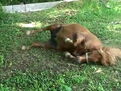 Naissance poulain islandais-2ème-DOMAINE DE RABREUX-86