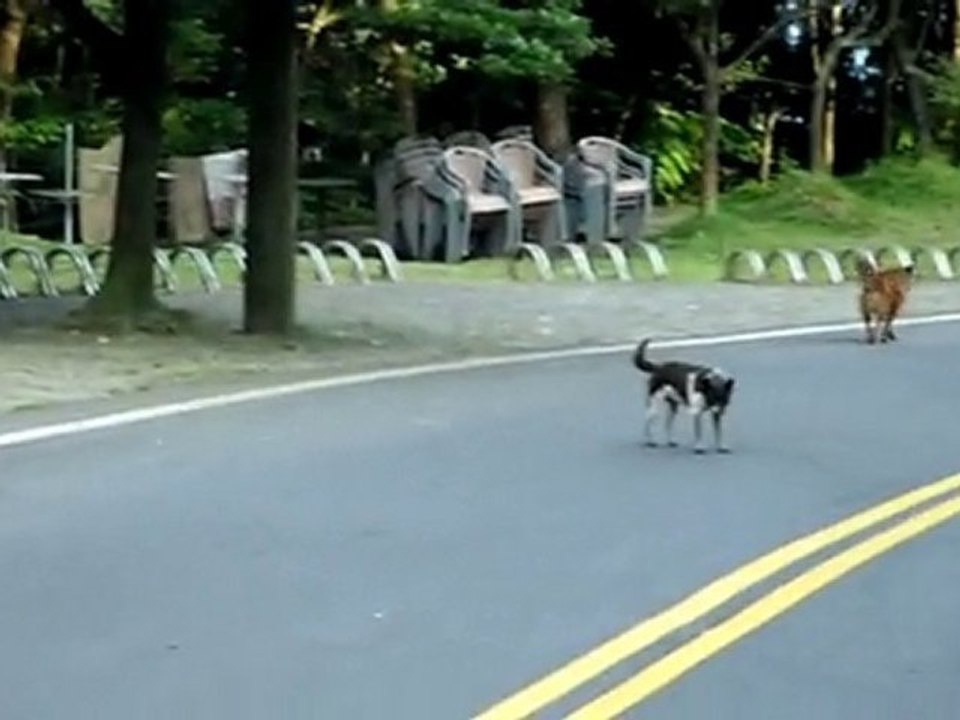 chiens errants a Taiwan