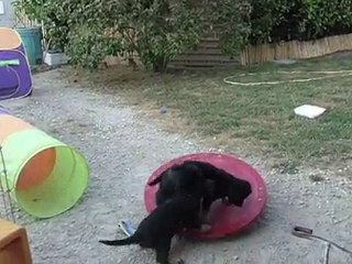Portée F du Clos Chalandré à 6 semaines, jeux du soir