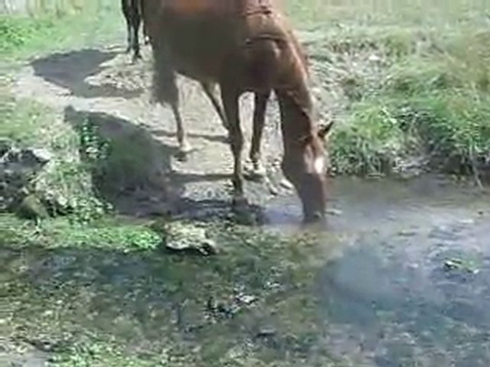 Dakota boit au ruisseau