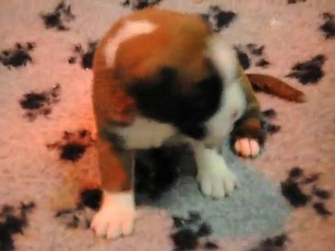 Bebés de Comète - 24 juillet 2010