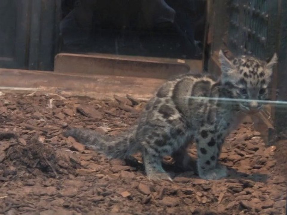 Naissance exceptionnelle de deux bébés panthères