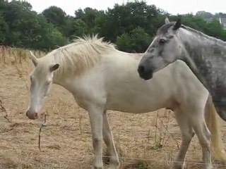 Saint Herblain : Chevaux pré