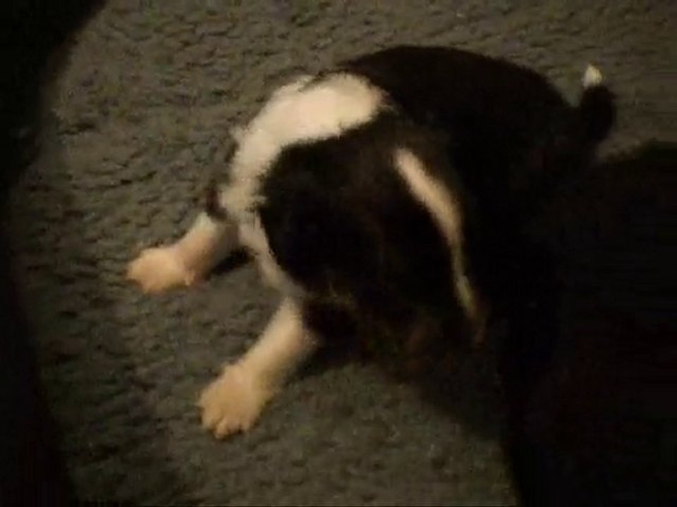 Chiots à 17 jours