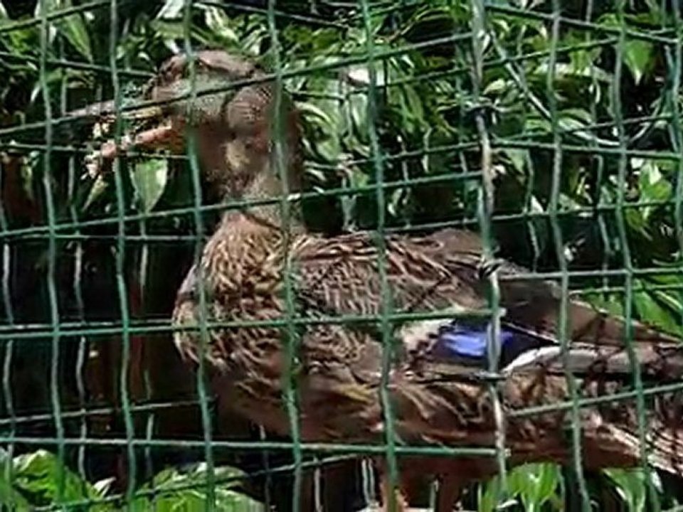 cane chanteuse 2010