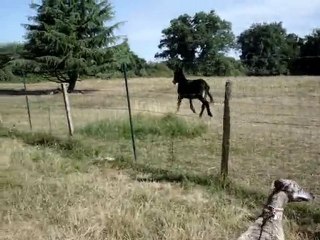 PETIT PAS DE COURSE ENTRE ANE ET GALGOS