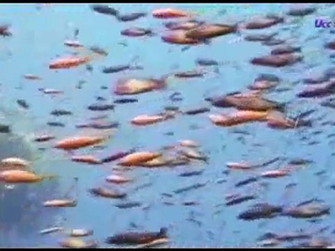 La Madre celestial,Dios Madre