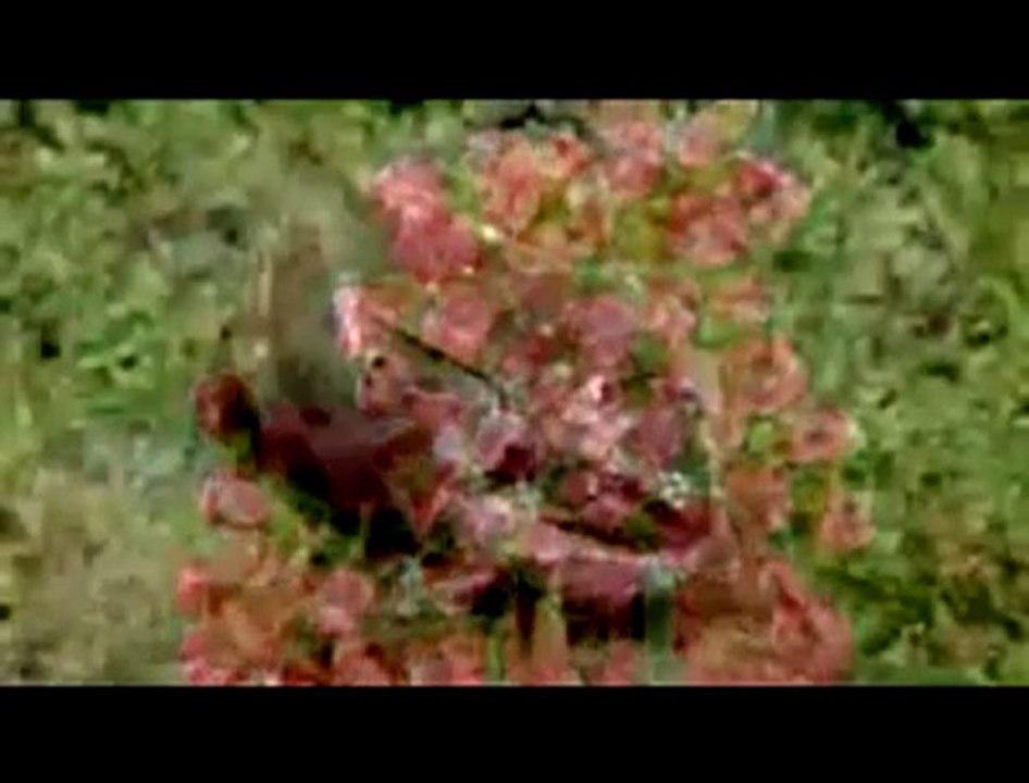 Ağaç Kurbağası kalbini durdurup aylarca bekleyebiliyor