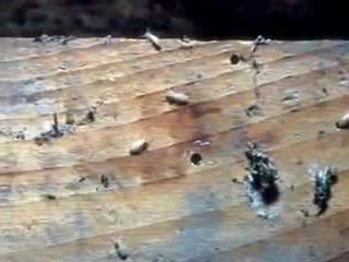 Wood Destroying Organisms Bellingham WA