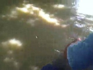 pattaya  balade éléphant n°1