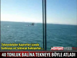 Balina tekneye düştü - www.balikdostlari.com