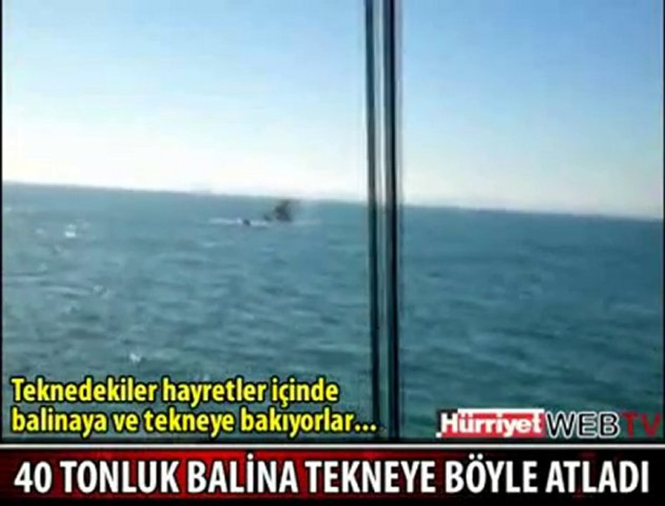Balina tekneye düştü - www.balikdostlari.com