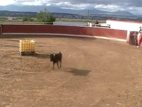 (Despedidas de soltero) en Logroño. Capea Logroño.