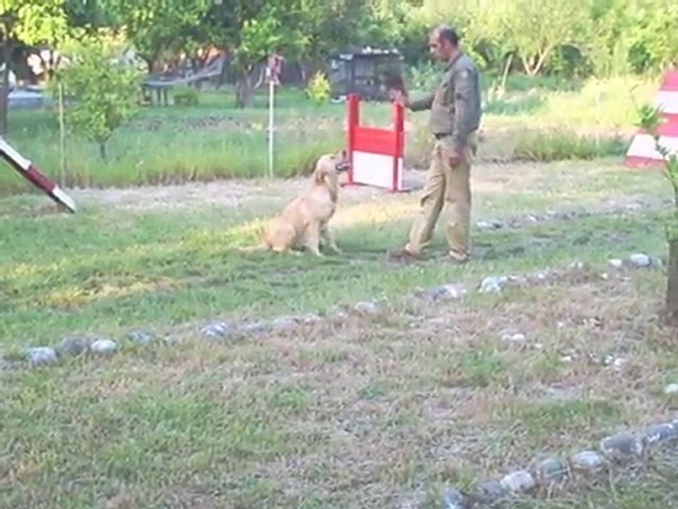 Golden Retriever Eğitim Videosu
