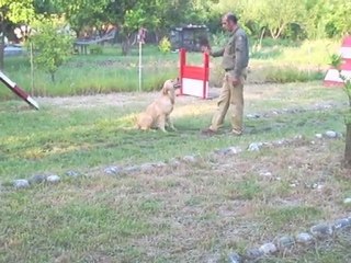 Golden Retriever Eğitim Videosu