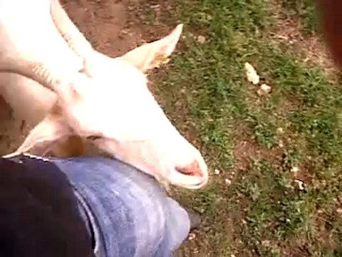 VID 00039-20100725-1148.3GP