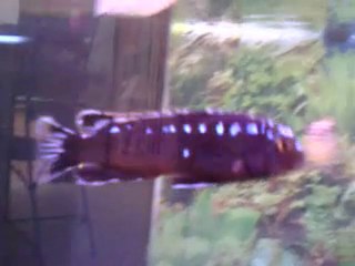 couple mélano interruptus F0 et couple labéo thumbi ob