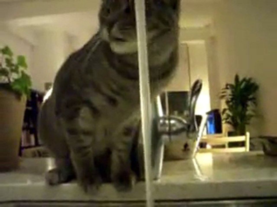 Un chat boit au robinet.