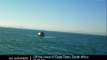 A whale jumps on a boat in South Africa - no comment
