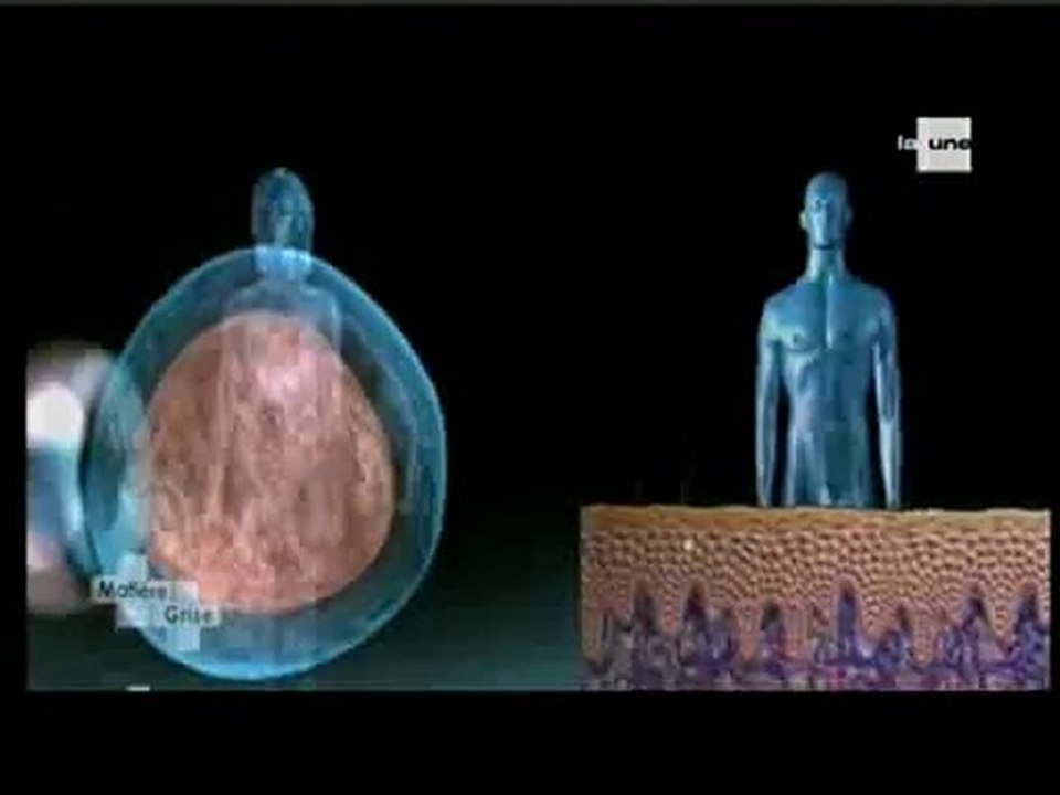 les cellules souche 2