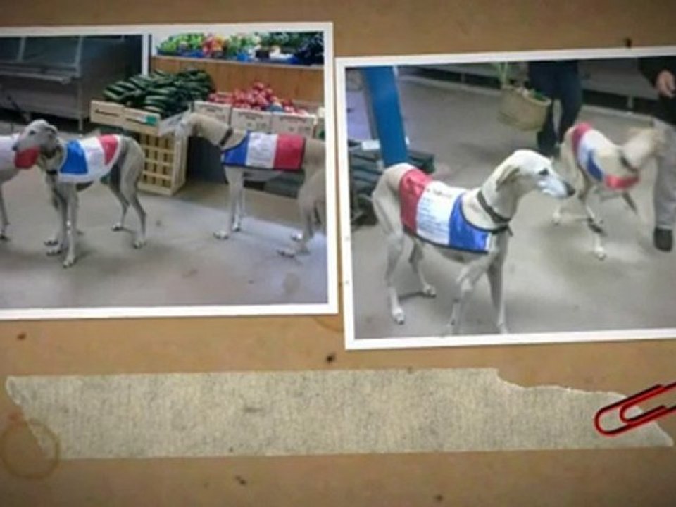 les levriers champion de france