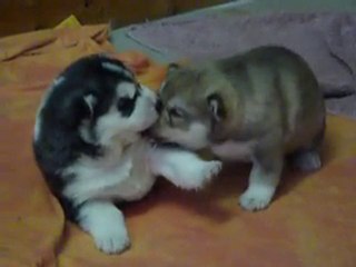 Chiots Cayenne 15j