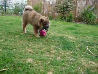 Jeux de Nala dans le jardin