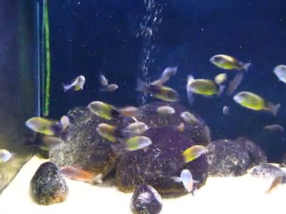 Tropheus black kriza and red moliro tank