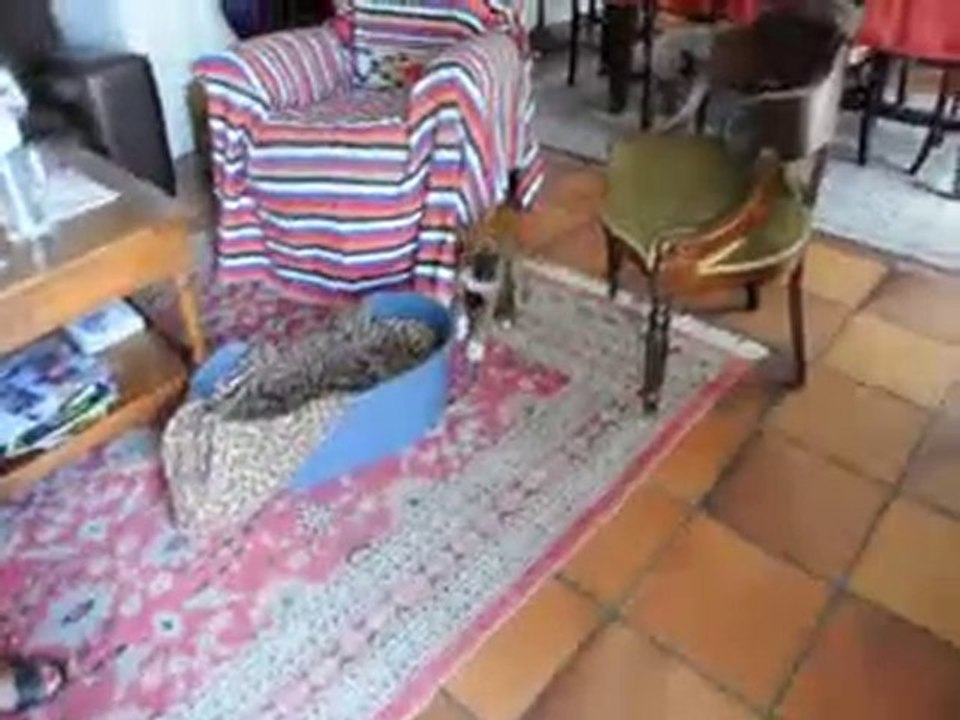 ma nouvelle chienne fiona en maron et victor blanc